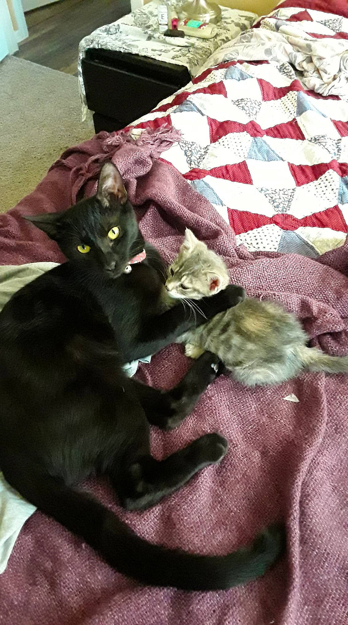 Betty joined the competition — help win amazing prizes! bag, bedding, black_cat, blanket, bombay, carnivore, cat, comfort, domestic_short_haired_cat, felidae, fur, grey, linens, pattern, plaid, room, small_to_medium_sized_cats, tail, whiskers, woven_fabric