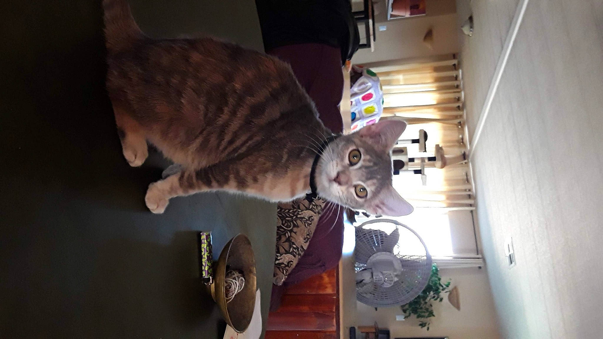 Betty joined the competition — help win amazing prizes! carnivore, cat, domestic_short_haired_cat, felidae, fur, room, russian_blue, small_to_medium_sized_cats, tail, whiskers, wood