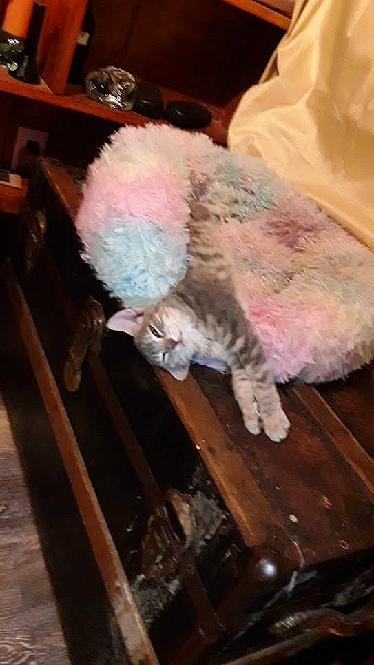 Betty is registered to the contest to win money with this photo: carnivore, comfort, companion_dog, dog, drawer, dress, fashion_accessory, fawn, felidae, flooring, fur, glasses, hardwood, headgear, sitting, small_to_medium_sized_cats, tail, toy, wood, wool