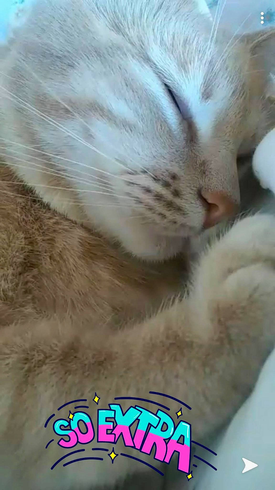 Oskar is registered to the contest to win money with this photo: asian, burmilla, carnivore, cat, claw, domestic_short_haired_cat, european_shorthair, fawn, felidae, fur, kitten, nap, nose, paw, photo_caption, singapura, small_to_medium_sized_cats, snout, whiskers