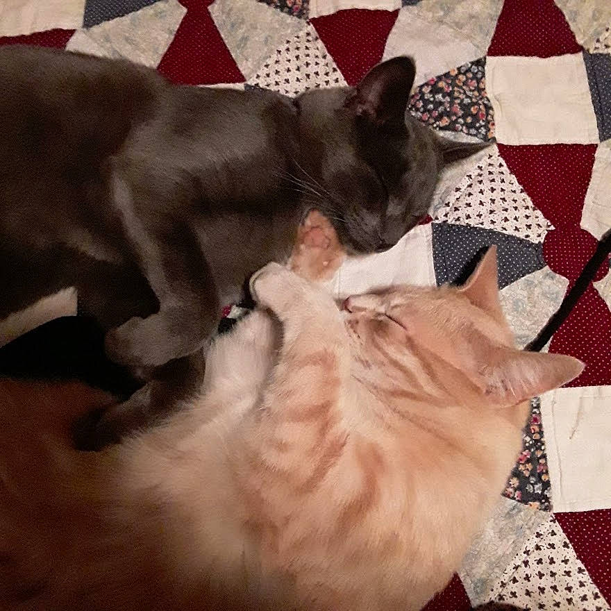 Oskar is registered to the contest to win money with this photo: asian, burmese, carnivore, cat, colorpoint_shorthair, ear, fawn, felidae, kitten, mammal, paw, small_to_medium_sized_cats, snout, tail, textile, thai, tonkinese, whiskers