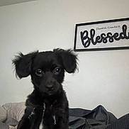 Milo Hodges joined the competition — help win amazing prizes! animal, bed, black_dog, blanket, cozy, cute, dog, ears, framed_sign, furniture, home, indoor, looking, pet, puppy, resting, striped_blanket, text, wall, young_dog