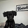 animal, bed, black_dog, blanket, cozy, cute, dog, ears, framed_sign, furniture, home, indoor, looking, pet, puppy, resting, striped_blanket, text, wall, young_dog