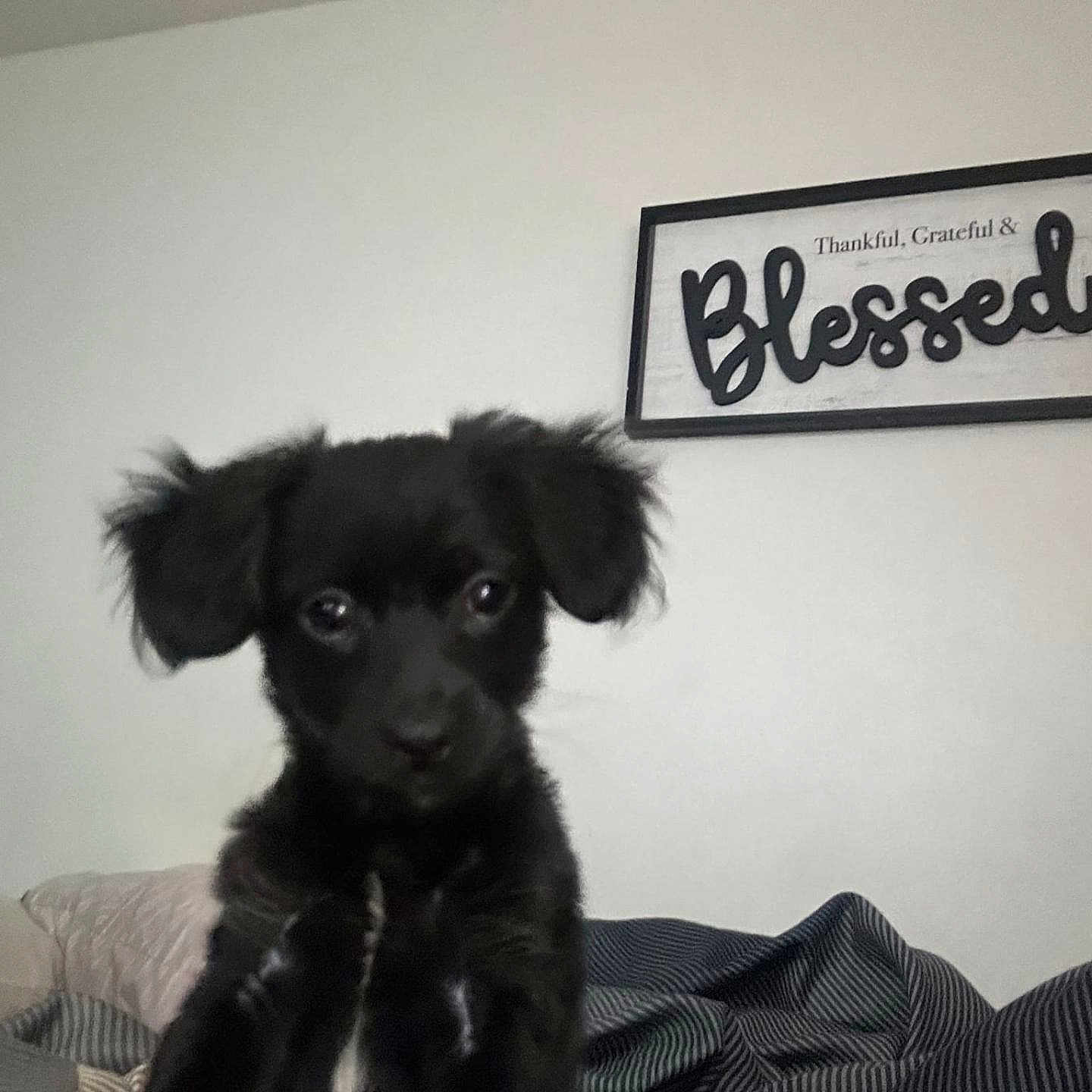 Milo Hodges joined the competition — help win amazing prizes! animal, bed, black_dog, blanket, cozy, cute, dog, ears, framed_sign, furniture, home, indoor, looking, pet, puppy, resting, striped_blanket, text, wall, young_dog