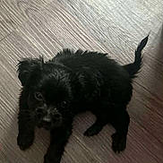 Milo Hodges joined the competition — help win amazing prizes! black_dog, black_fur, cute, dog, eyes, floor_texture, fur, gaze, hardwood_floor, indoor, looking_up, paws, pet, portrait, puppy, sitting, small_dog, tail, whiskers, wood_floor