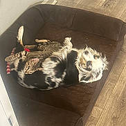 Scar is registered to the contest to win money with this photo: dog, cat, pet_bed, floor, wooden_floor, indoor, resting, snuggling, furry, animal, companion, cute, sleeping, cozy, friendship, brown, striped, fluffy, relaxing, domestic