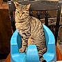 Scar joined the competition — help win amazing prizes! cat, tabby_cat, blue_baby_seat, chair, wooden_chair, indoor, living_room, furniture, pet, animal, striped_fur, tail, whiskers, sitting, household_items, couch, floor, domestic_animal, relaxed, feline
