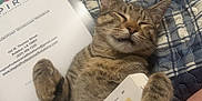 Scar joined the competition — help win amazing prizes! cat, tabby_cat, sleeping, bed, quilt, book, open_book, notebook, binder, study_materials, paw, relaxation, indoor, text, pages, feline, animal, cozy, resting, education