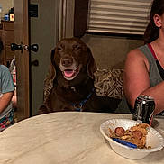 Jade joined the competition — help win amazing prizes! dog, brown_dog, table, food, plate, soda_can, person, child, indoor, seated, smiling_dog, furniture, window_blinds, couch, happy, meal, family, casual, relaxed, domestic