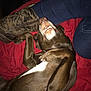 dog, brown_dog, playful, pet, animal, paw, teeth, blanket, red_blanket, jeans, blue_jeans, boot, brown_boot, relaxing, indoor, close_up, pet_owner, funny_pose, canine, companion