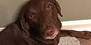 Jade is registered to the contest to win money with this photo: dog, brown_dog, indoor, carpet, floor, wall, pet, canine, looking_up, lying_down, ears, snout, paw, animal, house, domestic, cute, friendly, companion, relaxed