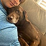 person, dog, brown_dog, couch, blue_shirt, indoor, closeup, snuggling, pet, companion, relaxing, cozy, paw, face, human, animal, resting, affection, home, window