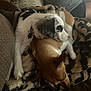 Gypsy joined the competition — help win amazing prizes! dog, puppy, snuggling, blanket, couch, resting, brown_dog, white_dog, black_spots, cozy, indoor, pet, animal, sleeping, fur, paw, companion, friendship, relaxation, cute
