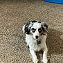Gypsy is registered to the contest to win money with this photo: dog, carpet, blue_eyes, indoor, pet, laying_down, white_fur, black_fur, household, container, red_cloth, floor, animal, cute, fur, collar, domestic, attention, waiting, background