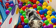 Gypsy is registered to the contest to win money with this photo: puppy, dog, ball_pit, play_tent, colorful, blue_eyes, polka_dots, indoor, pet, toys, playful, young_dog, multicolored_balls, fun, cute, small_dog, animal, pet_toy, happy, exploring