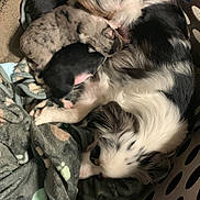 Gypsy is registered to the contest to win money with this photo: dog, puppy, mother_dog, nursing, laundry_basket, blanket, snuggling, animal, pet, fur, sleeping, resting, cute, domestic, indoor, closeup, family, comfort, cozy, black_and_white