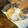 Simba joined the competition — help win amazing prizes! cat, sleeping, tabby_cat, orange_and_white_cat, pet, feline, indoor, wooden_floor, cardboard_box, mat, cozy, resting, domestic_animal, companion, soft_texture, natural_light, two_cats, animal, quiet, home
