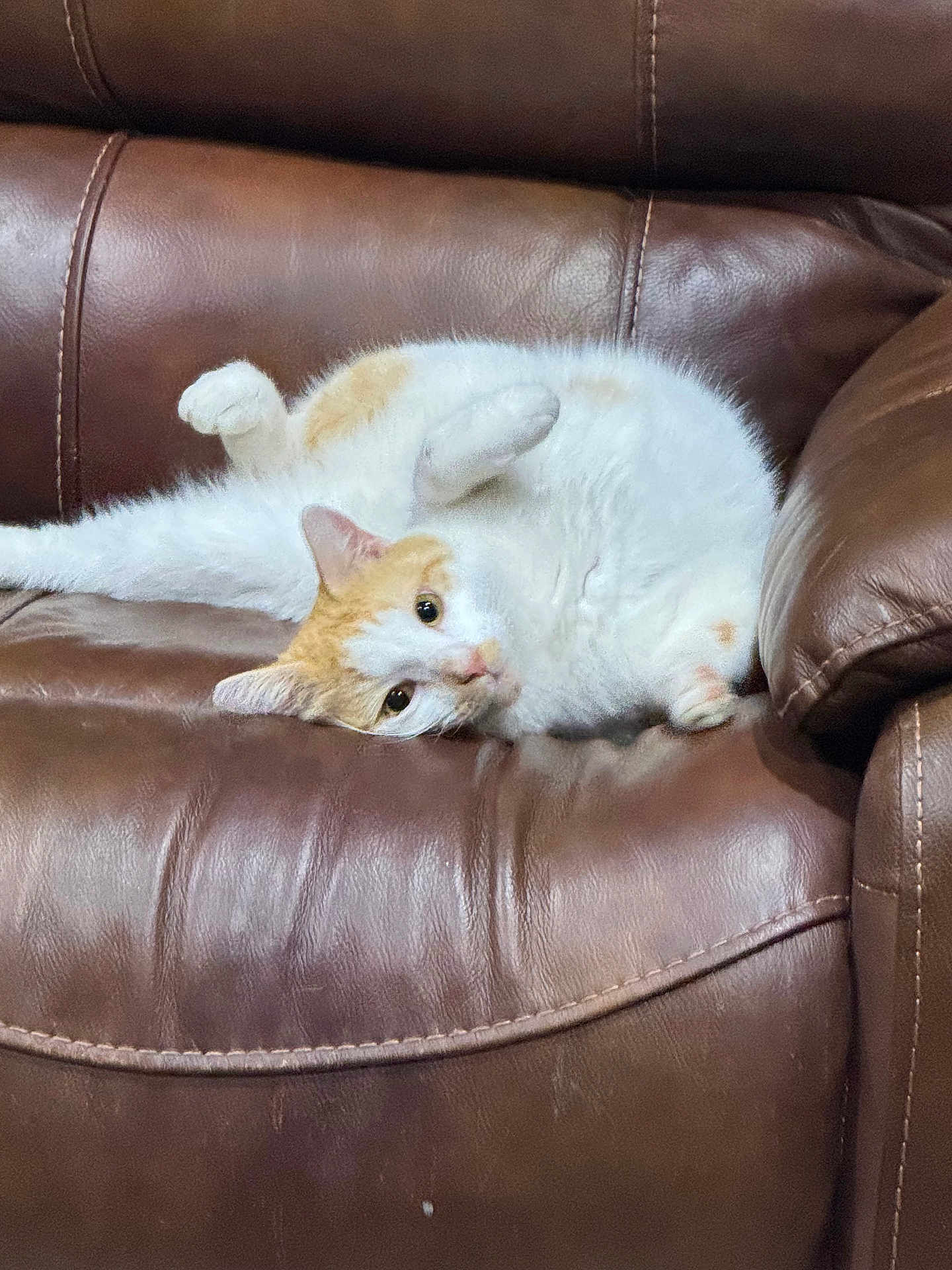 Simba is registered to the contest to win money with this photo: cat, white_cat, orange_cat, pet, animal, indoor, leather_couch, furniture, relaxed, lying_down, cute, fluffy, domestic_cat, resting, cozy, whiskers, ears, paws, fur, home