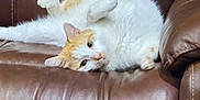 Simba joined the competition — help win amazing prizes! cat, white_cat, orange_cat, pet, animal, indoor, leather_couch, furniture, relaxed, lying_down, cute, fluffy, domestic_cat, resting, cozy, whiskers, ears, paws, fur, home
