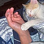 Simba is registered to the contest to win money with this photo: cat, kitten, hand, sleeping, paw, quilt, blanket, pattern, orange_and_white, human, resting, close_up, indoor, cozy, comfort, nap, animal, pet, bedroom, soft