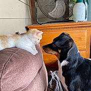 Simba joined the competition — help win amazing prizes! kitten, dog, couch, indoor, pet, furniture, wooden_dresser, fan, blanket, curious, closeup, brown, black, white, orange, animal, face_to_face, interaction, domestic, cozy