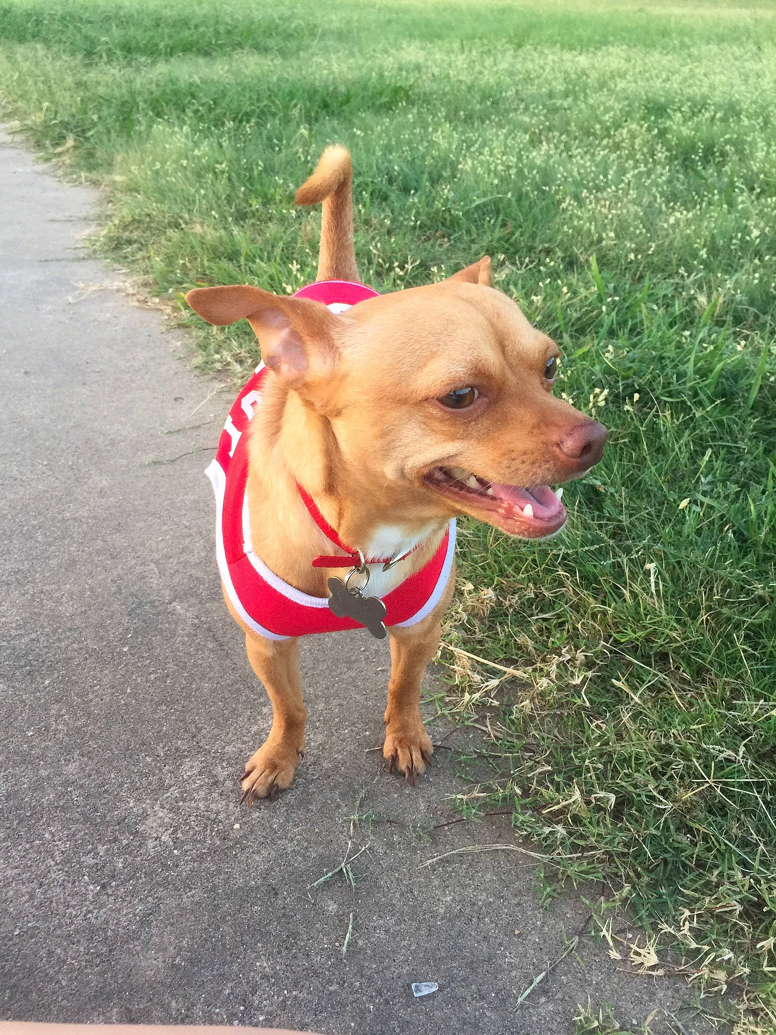 Chapo is registered to the contest to win money with this photo: canidae, carnivore, collar, companion_dog, dog, dog_breed, dog_clothes, dog_collar, dog_supply, fashion_accessory, fawn, grass, leash, pet_supply, plant, road_surface, snout, sporting_group, tail, working_animal