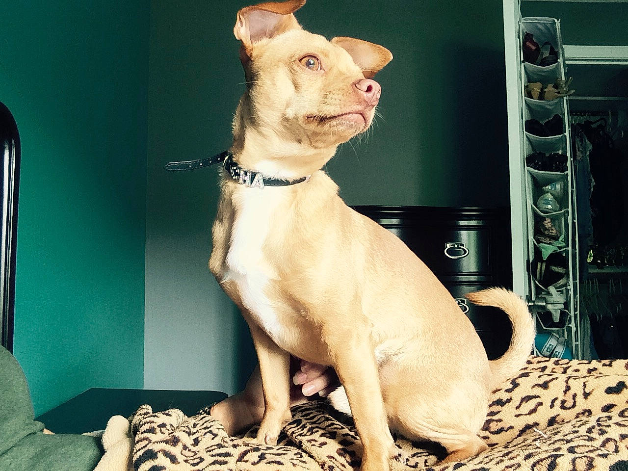 Chapo joined the competition — help win amazing prizes! canidae, carnivore, collar, comfort, companion_dog, dog, dog_breed, dog_collar, dog_supply, fawn, felidae, fur, liver, paw, pet_supply, snout, sporting_group, tail, whiskers, working_animal