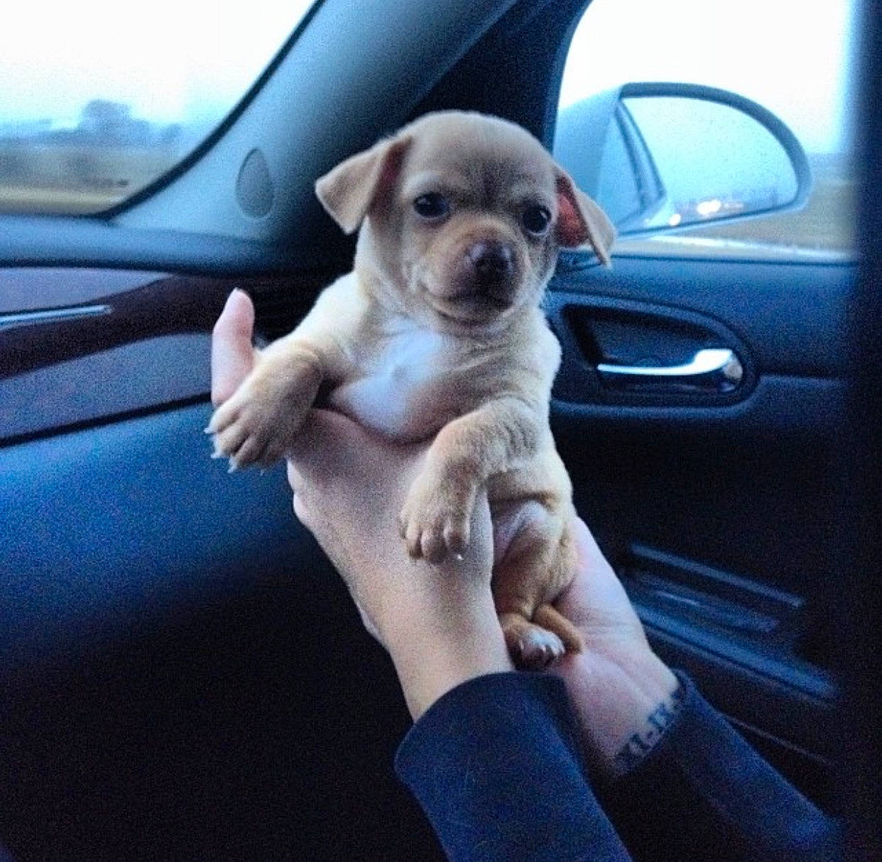 Chapo is registered to the contest to win money with this photo: auto_part, automotive_exterior, automotive_mirror, automotive_window_part, car, carnivore, companion_dog, dog, dog_breed, family_car, fawn, finger, gesture, motor_vehicle, personal_luxury_car, snout, sporting_group, vehicle, vehicle_door, window