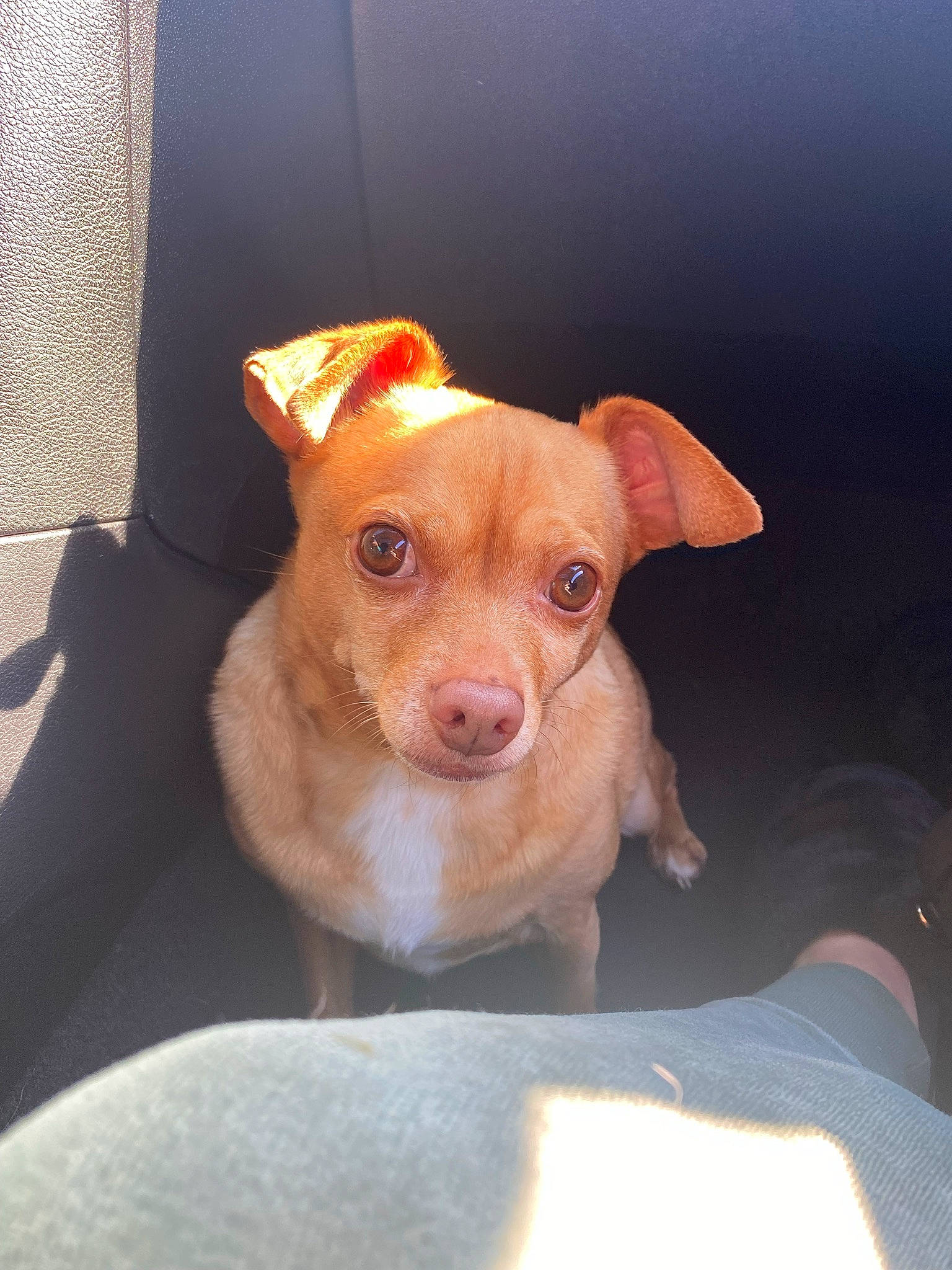 Chapo is registered to the contest to win money with this photo: canidae, carnivore, companion_dog, dog, dog_breed, ear, fawn, fur, liver, snout, sporting_group, terrestrial_animal, toy_dog, whiskers, working_animal