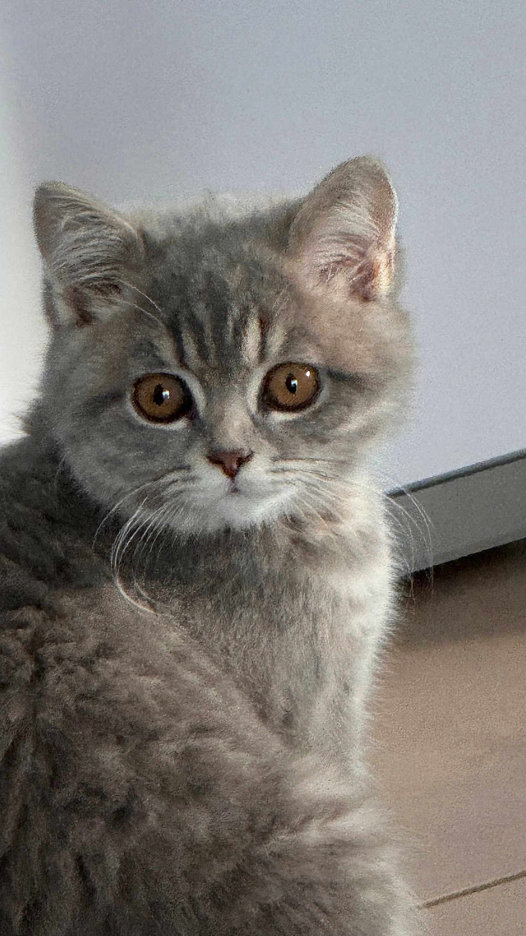 Athena participe au concours pour gagner de l'argent avec cette photo : kitten, gray_fur, cat, pet, indoor, fur, whiskers, ears, eyes, cute, animal, mammal, portrait, young, feline, looking, soft, closeup, domestic, curious