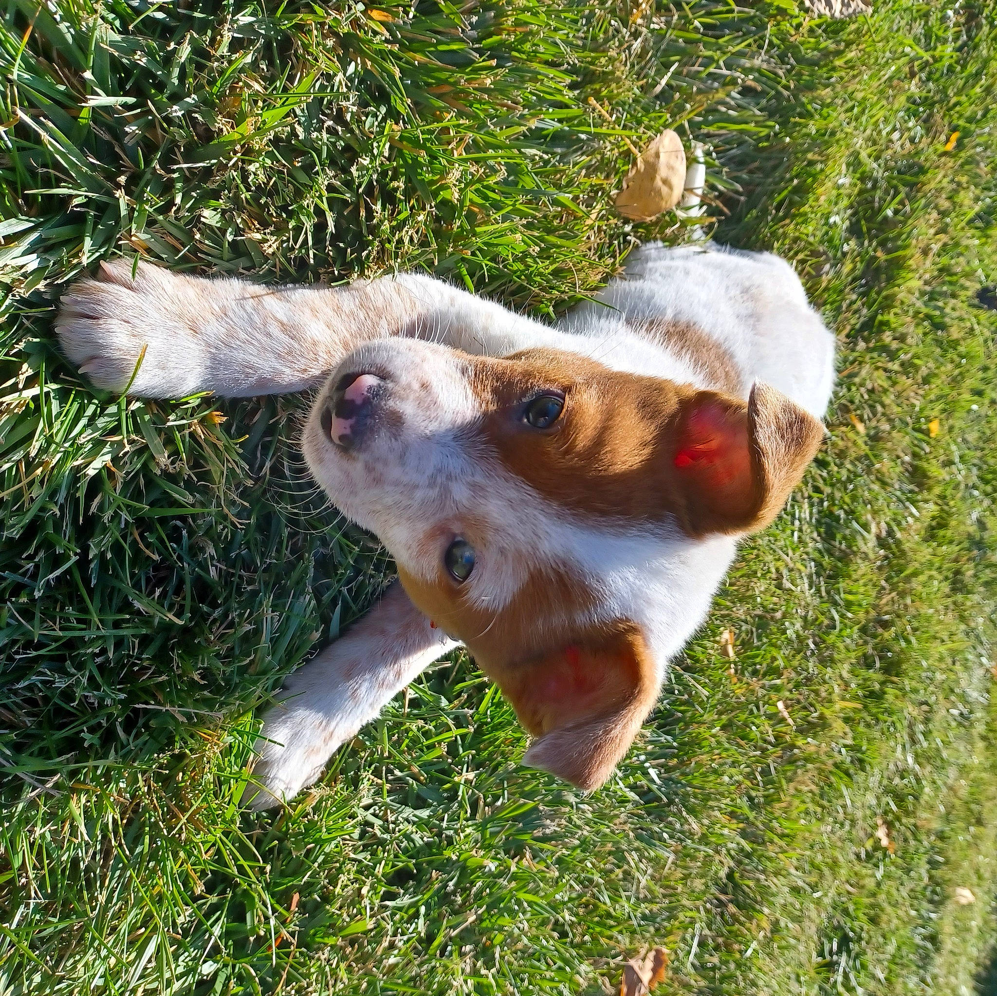 Sunka is registered to the contest to win money with this photo: canidae, carnivore, companion_dog, dog, dog_breed, fawn, fur, gesture, grass, pasture, paw, plant, snout, sporting_group, terrestrial_animal, working_animal