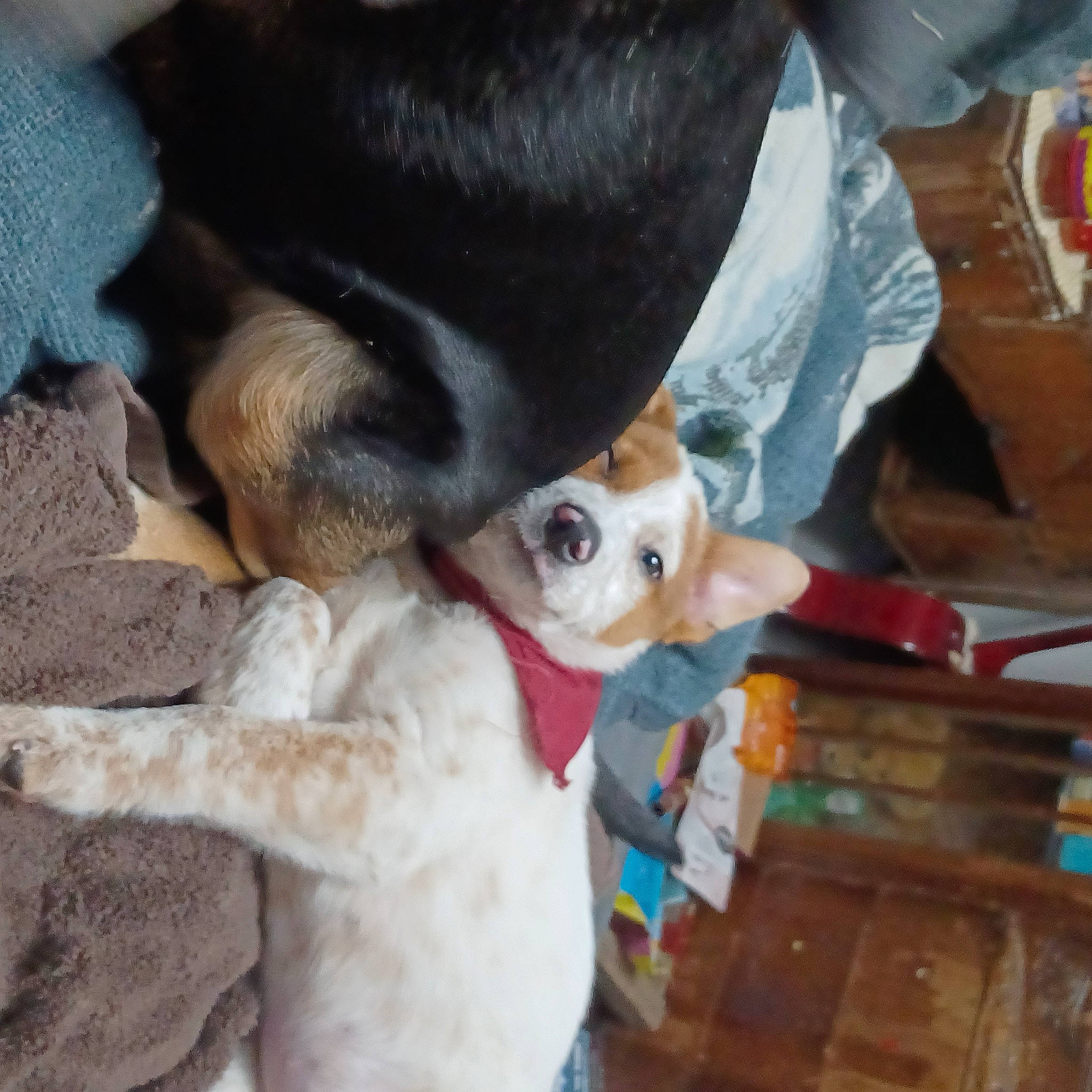 Sunka is registered to the contest to win money with this photo: canidae, carnivore, comfort, companion_dog, dog, dog_breed, fawn, felidae, fur, paw, puppy_love, small_to_medium_sized_cats, snout, sporting_group, stuffed_toy, tail, toy, toy_dog, whiskers, wood