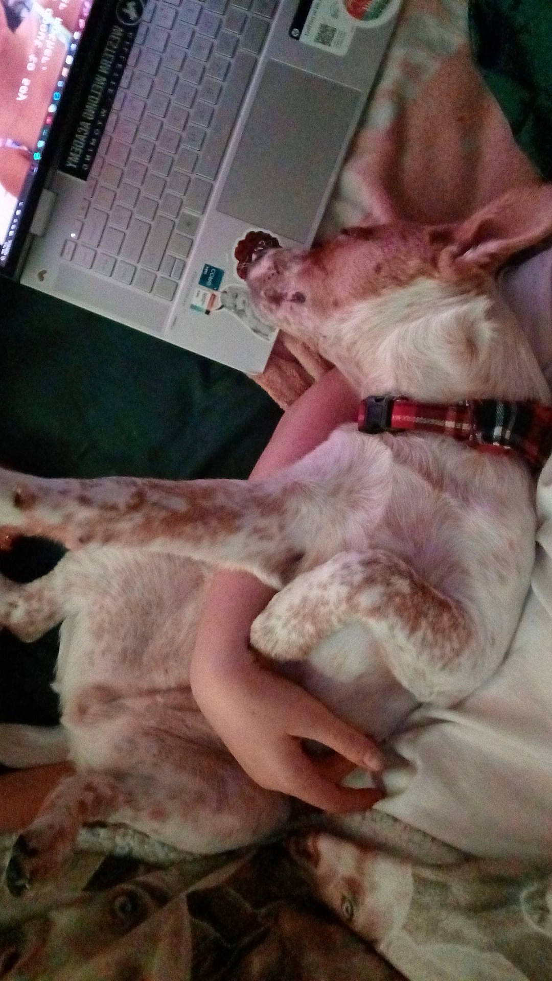 Sunka joined the competition — help win amazing prizes! carnivore, comfort, companion_dog, computer, dog, dog_breed, fawn, felidae, fur, gesture, laptop, leg, nail, paw, personal_computer, pink, small_to_medium_sized_cats, sporting_group, tail, wool