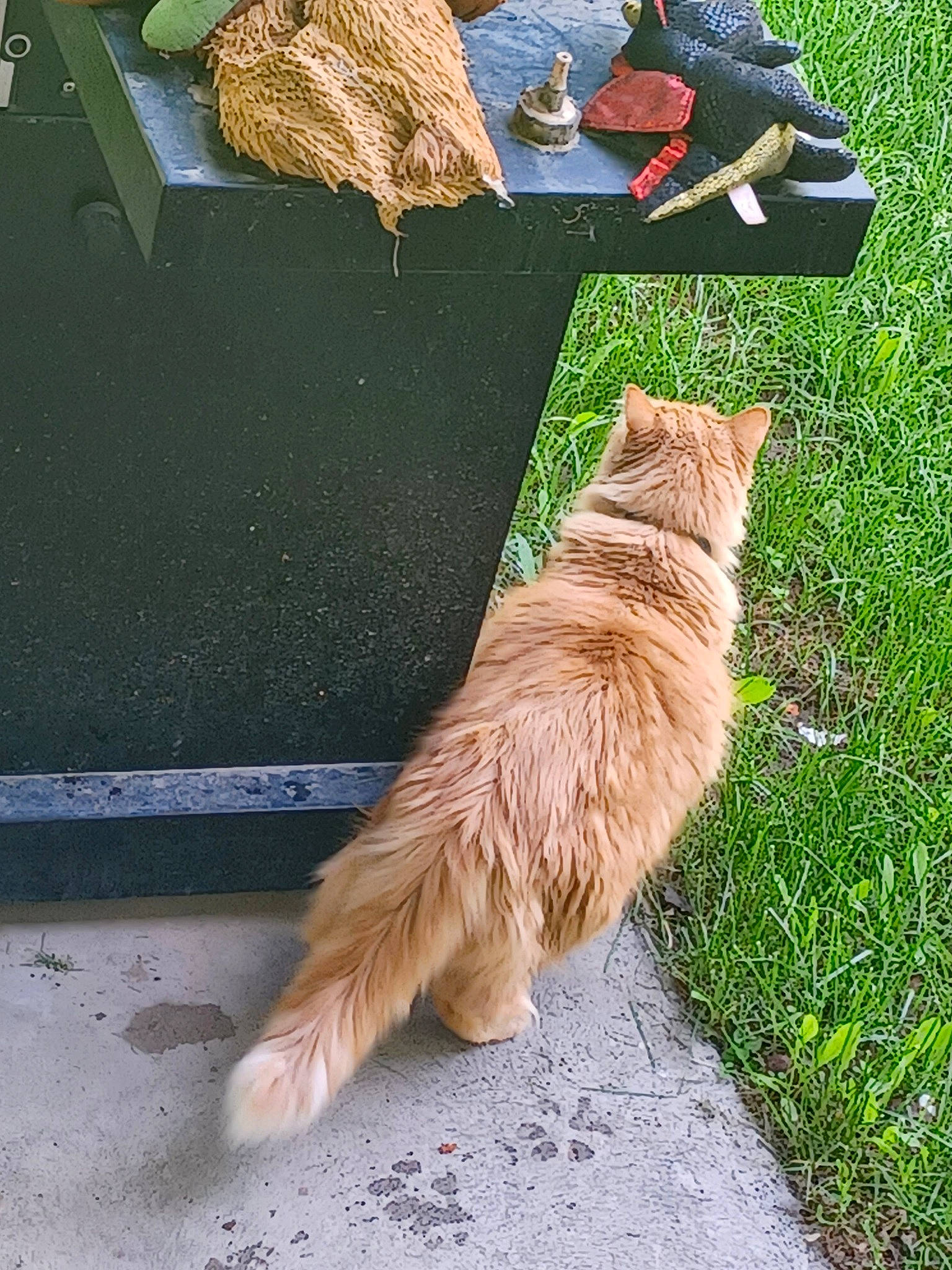 Phil joined the competition — help win amazing prizes! asphalt, canidae, carnivore, cat, collar, companion_dog, dog_breed, fawn, felidae, grass, leash, plant, road_surface, sidewalk, small_to_medium_sized_cats, snout, sporting_group, tail, whiskers, wood