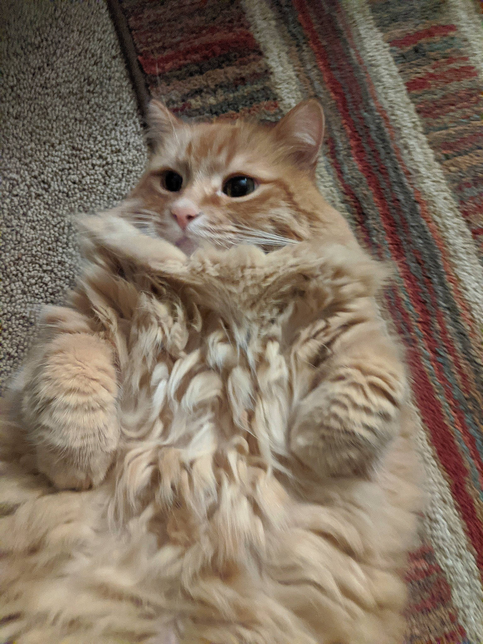 Phil joined the competition — help win amazing prizes! british_longhair, carnivore, cat, claw, domestic_short_haired_cat, eye, fawn, felidae, flooring, fur, hardwood, maine_coon, paw, small_to_medium_sized_cats, snout, tail, terrestrial_animal, whiskers, wood