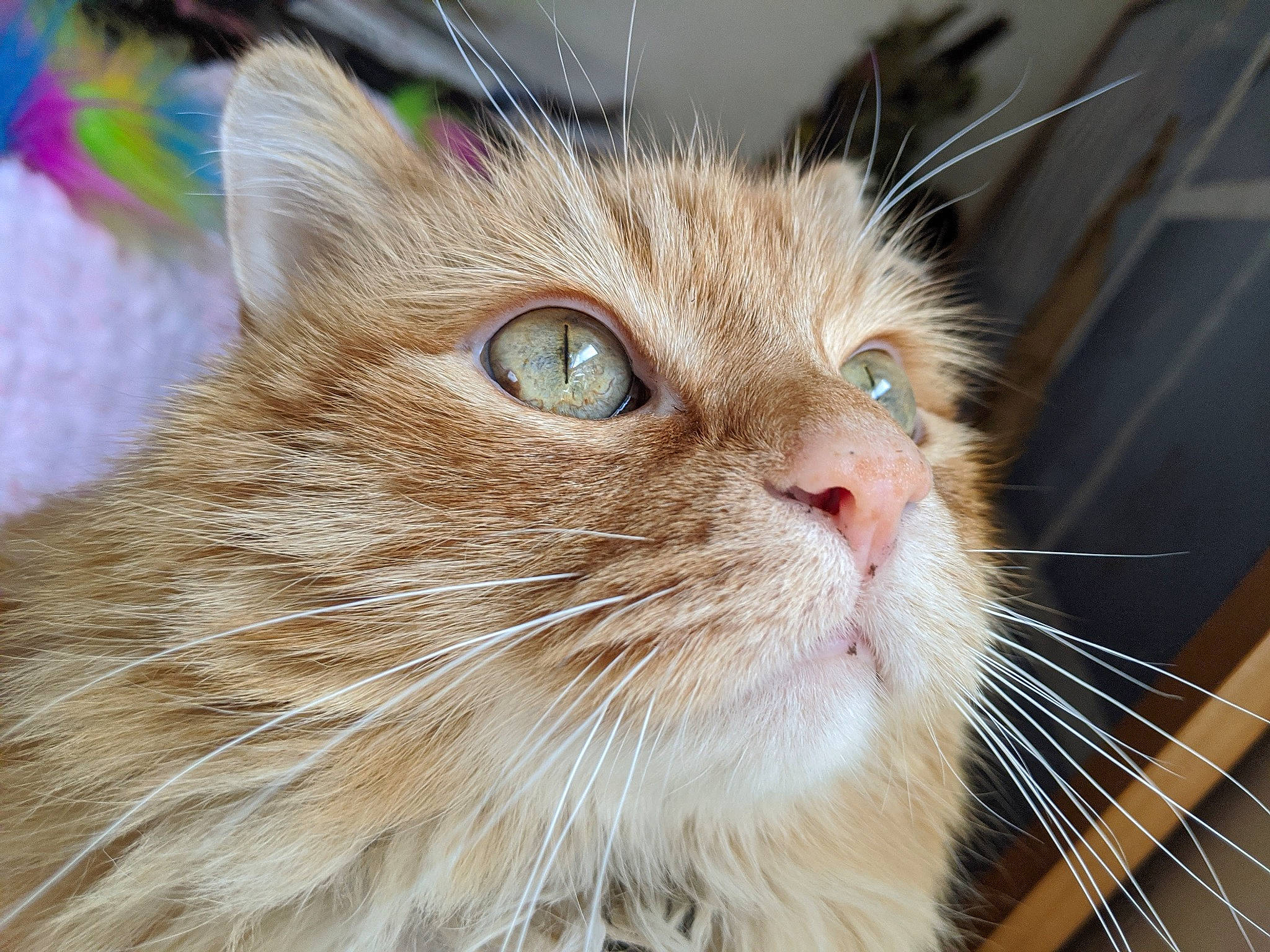 Phil is registered to the contest to win money with this photo: carnivore, cat, domestic_short_haired_cat, eye, fawn, felidae, fur, head, small_to_medium_sized_cats, snout, whiskers