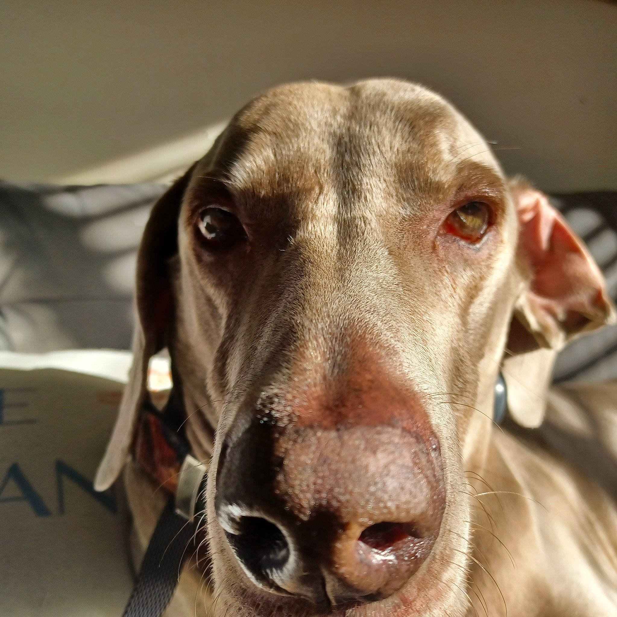 Bleu is registered to the contest to win money with this photo: carnivore, companion_dog, dog, dog_breed, ear, fawn, fur, gun_dog, head, hunting_dog, liver, pet_supply, snout, sporting_group, whiskers, working_animal