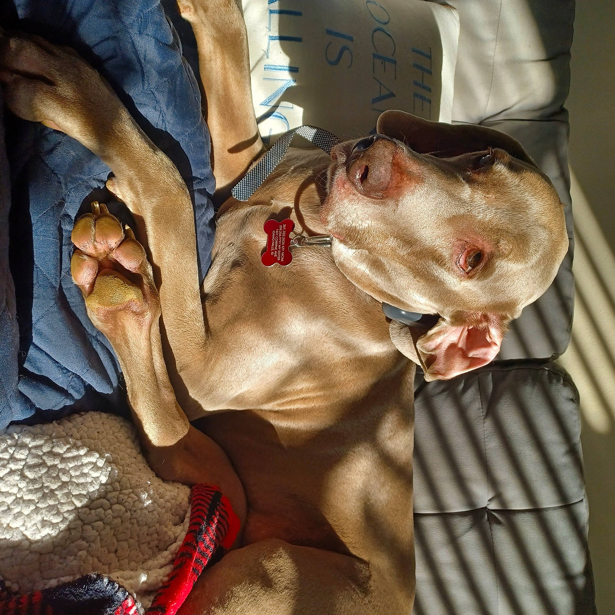 Bleu is registered to the contest to win money with this photo: art, barechested, carnivore, companion_dog, dog, dog_breed, dog_supply, fawn, felidae, flesh, fur, gesture, guard_dog, head, liver, sporting_group, whiskers, working_animal, wrinkle