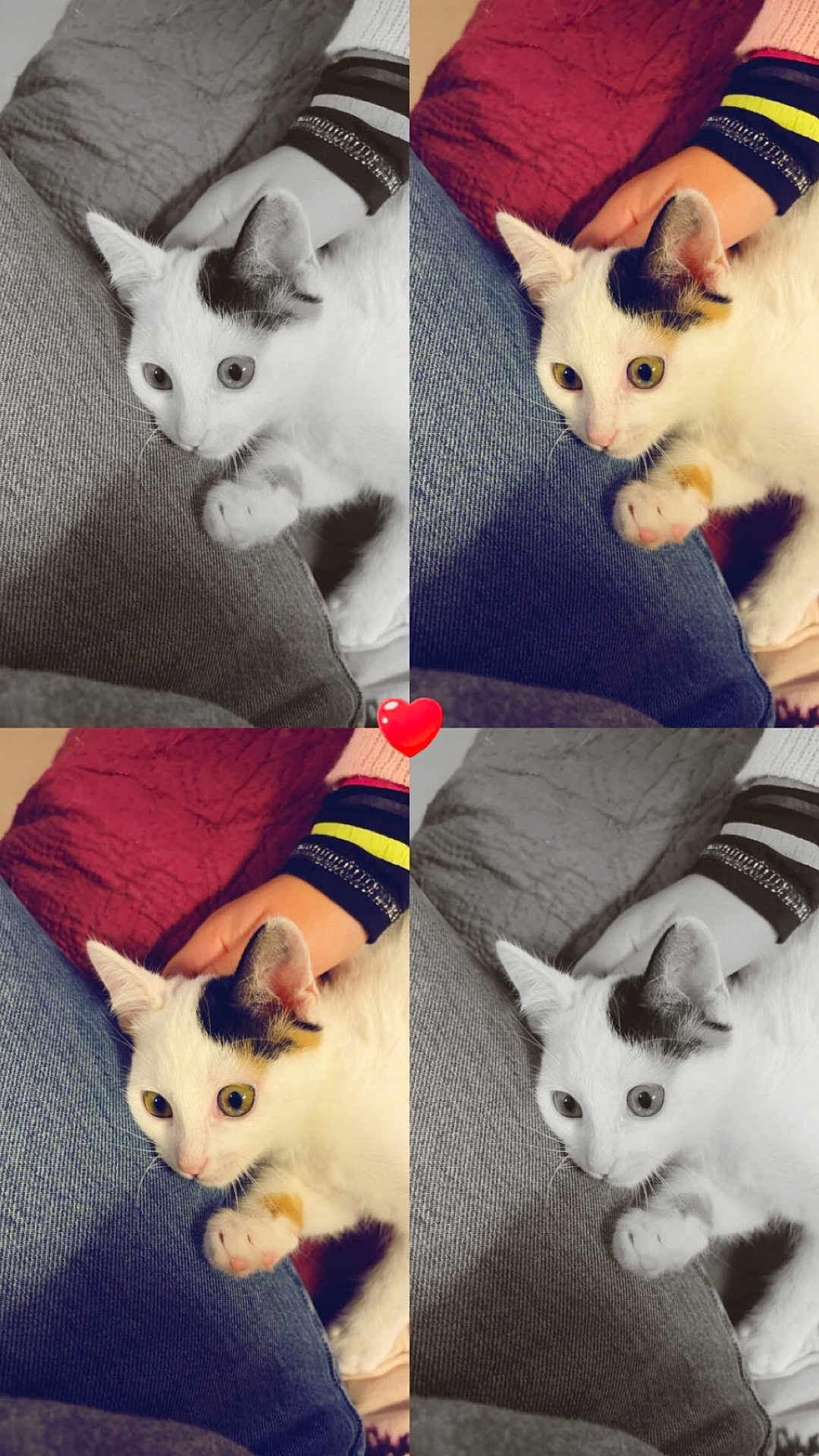 Lily participe au concours pour gagner de l'argent avec cette photo : cat, kitten, animal, pet, lap, jeans, hand, striped_sleeve, curious, alert, collage, color_photo, black_and_white_photo, red_heart_emoji, resting, indoor, close_up, feline, cute, domestic_animal