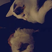 Lily participe au concours pour gagner de l'argent avec cette photo : cat, guinea_pig, pet, animal, furry, white_fur, black_fur, indoor, closeup, cute, companion, resting, curious, soft_light, domestic, mammal, snuggle, quiet, friendship, cozy