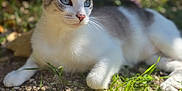 Luna participe au concours pour gagner de l'argent avec cette photo : cat, animal, outdoor, grass, nature, pet, blue_eyes, feline, sunlight, relaxing, whiskers, ground, leaf, curious, mammal, closeup, domestic_animal, laying, daylight, young_cat