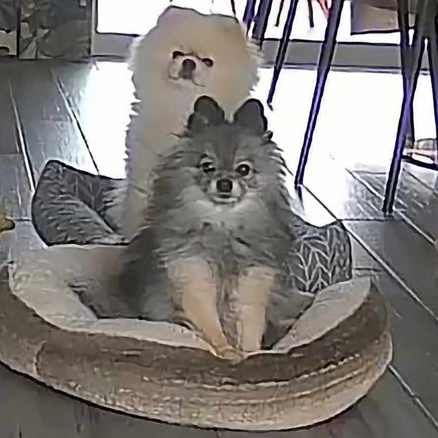 Olya participe au concours pour gagner de l'argent avec cette photo : animal, canine, cat, chow, dog, dogbed, eskimodog, face, head, husky, indoors, interiordesign, kitten, person, pet, puppy