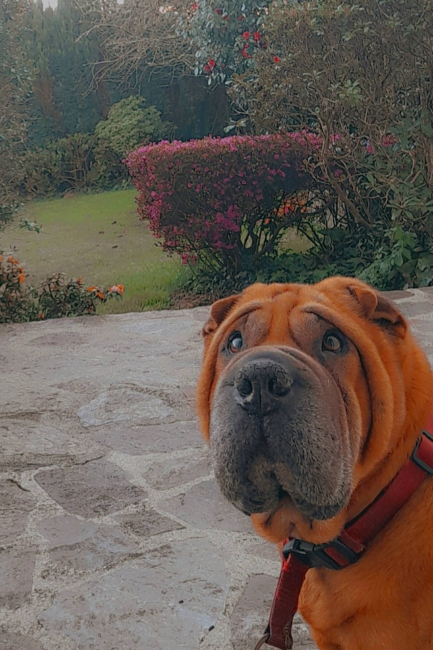 Jasper participe au concours pour gagner de l'argent avec cette photo : bulldog, canidae, carnivore, collar, companion_dog, dog, dog_breed, dog_collar, fawn, flower, grass, landscape, plant, shar_pei, snout, sporting_group, tree, water, working_animal, wrinkle