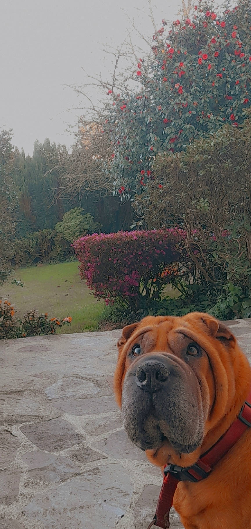 Jasper participe au concours pour gagner de l'argent avec cette photo : bulldog, carnivore, collar, companion_dog, dog, dog_breed, dog_collar, fawn, flower, grass, plant, shar_pei, shrub, sky, snout, sporting_group, tree, water, working_animal, wrinkle