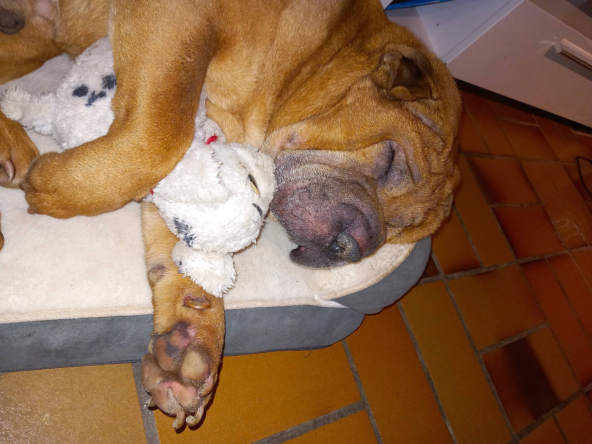 Jasper a rejoint le concours — aidez-le/la à gagner de superbes lots ! ball, bulldog, canidae, carnivore, comfort, companion_dog, dog, dog_breed, fawn, felidae, flooring, fur, hardwood, nap, paw, snout, sporting_group, tail, whiskers, wood