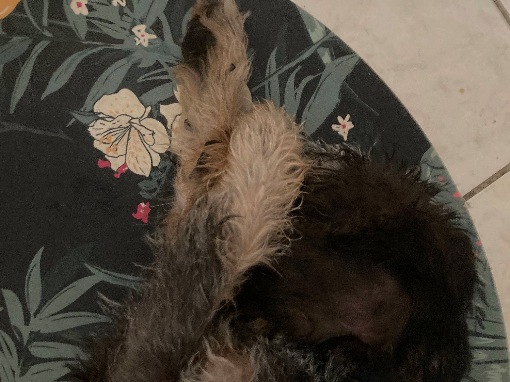 Snoopy a rejoint le concours — aidez-le/la à gagner de superbes lots ! canidae, carnivore, companion_dog, dog, dog_breed, fawn, flower, fur, hat, liver, non_sporting_group, plant, small_terrier, snout, sporting_group, tail, terrier, toy_dog, whiskers, working_animal