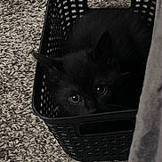 Salem is registered to the contest to win money with this photo: black_cat, kitten, basket, carpet, indoor, pet, animal, cute, hiding, eyes, feline, texture, shadow, fur, small, curious, domestic_animal, home, cozy, black