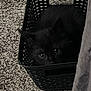 black_cat, kitten, basket, carpet, indoor, pet, animal, cute, hiding, eyes, feline, texture, shadow, fur, small, curious, domestic_animal, home, cozy, black