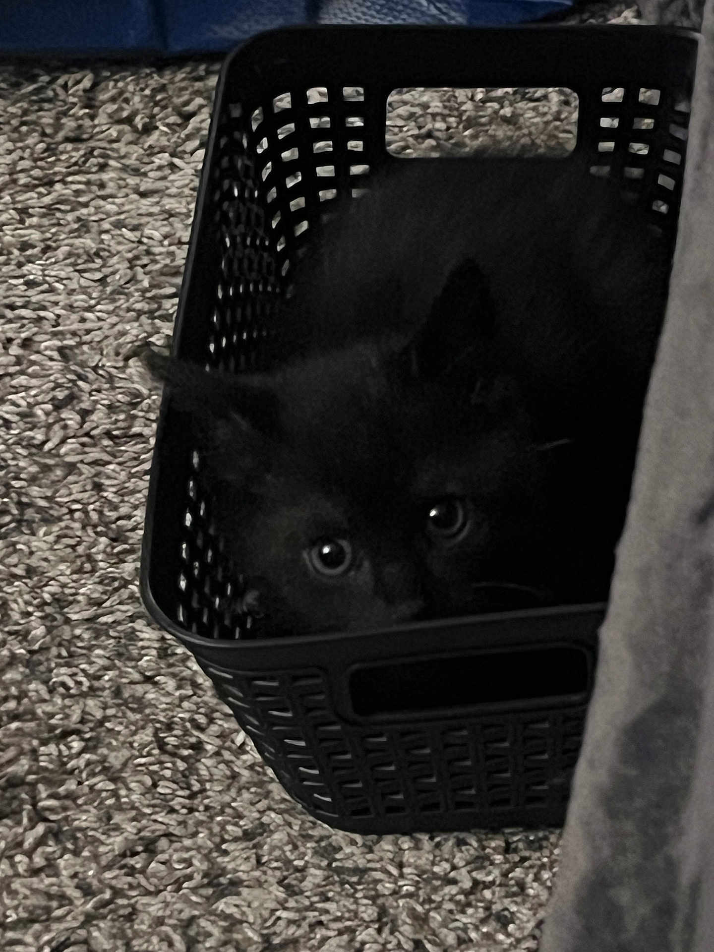 Salem is registered to the contest to win money with this photo: black_cat, kitten, basket, carpet, indoor, pet, animal, cute, hiding, eyes, feline, texture, shadow, fur, small, curious, domestic_animal, home, cozy, black