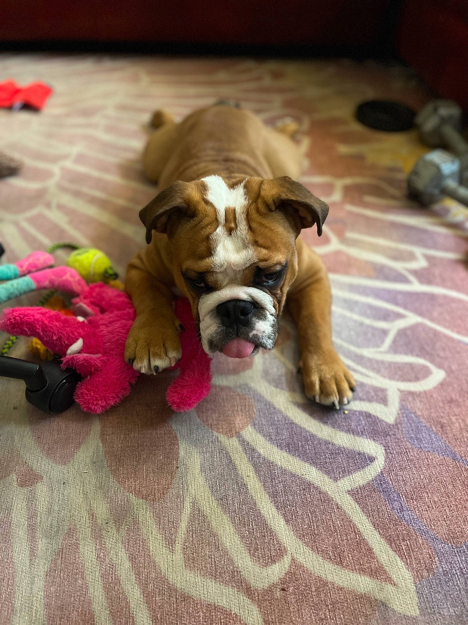 Rico is registered to the contest to win money with this photo: bulldog, carnivore, collar, comfort, companion_dog, dog, dog_breed, dog_clothes, dog_supply, dog_toy, fawn, floor, flooring, fur, hardwood, mammal, pet_supply, toy_dog, wood, working_animal